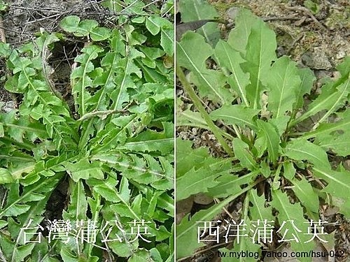 台灣蒲公英 %26; 西洋蒲公英6.jpg 台灣蒲公英 %26; 西洋蒲公英6.jpg