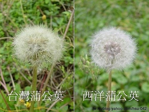 台灣蒲公英 %26; 西洋蒲公英5.jpg 台灣蒲公英 %26; 西洋蒲公英5.jpg