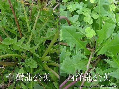 台灣蒲公英 %26; 西洋蒲公英7.jpg 台灣蒲公英 %26; 西洋蒲公英7.jpg