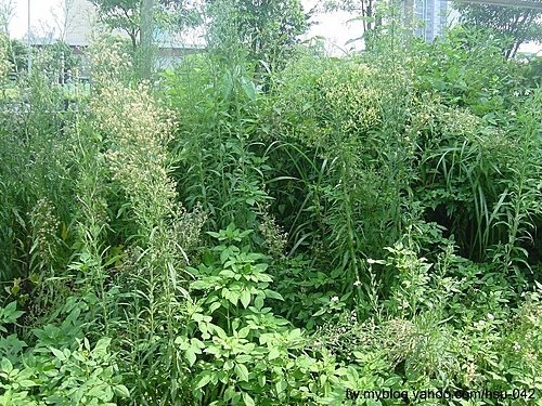 野茼蒿 台北市區.jpg 野茼蒿 台北市區.jpg