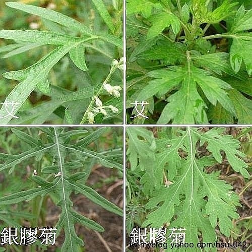 銀膠菊%26;艾.jpg 銀膠菊%26;艾.jpg