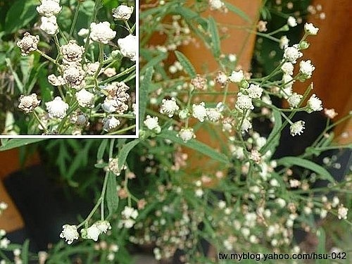 銀膠菊 台中 龍井.jpg 銀膠菊 台中 龍井.jpg