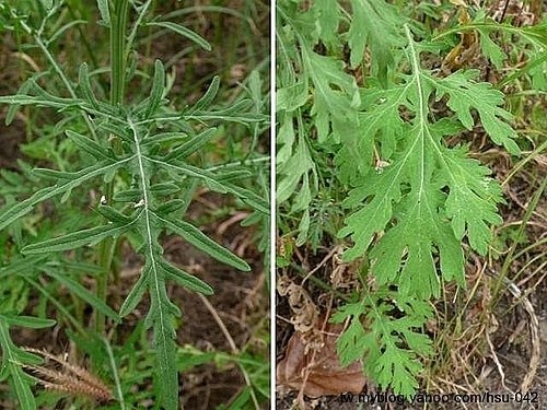 銀膠菊.jpg 銀膠菊.jpg