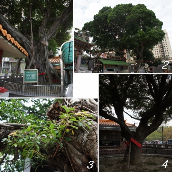 北屯 三分埔 福德廟雙榕樹 與 松竹寺老樹群.jpg