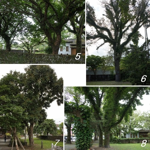 宜蘭設治館 amp; 老樹群(1).jpg