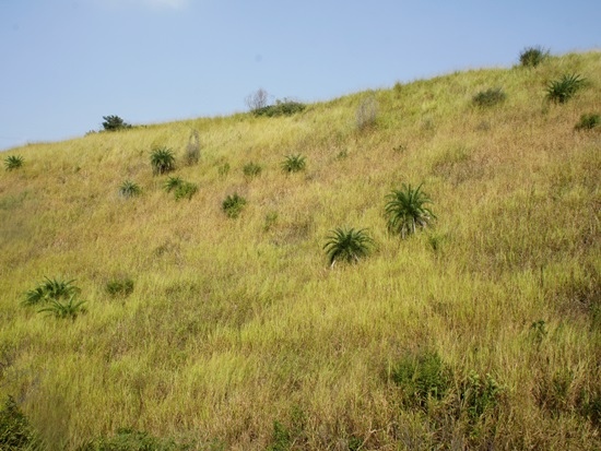 台中‧龍井 竹坑-南寮登山步道.jpg