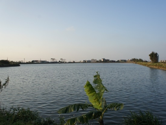桃園大圳 4-8號池(2).jpg