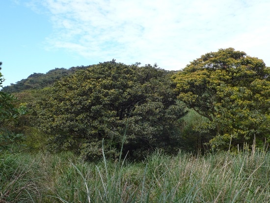 菜公坑鞍部看 枕頭山.jpg