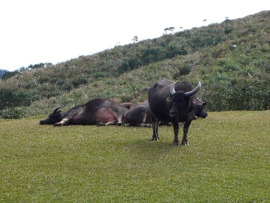 陽明山國家公園 擎天崗、石梯嶺(4).jpg