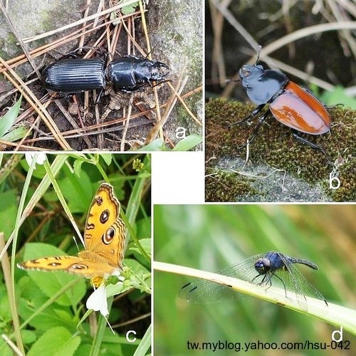 夏末的 大屯山1.jpg