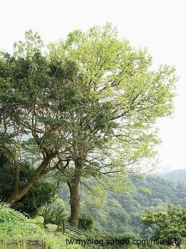 陽明山 頂湖大榕樹、楓香3.jpg