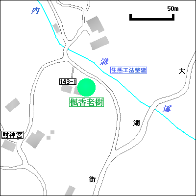 楓香老樹.png