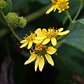 雙花蟛蜞菊 蘭嶼 東清