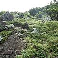蘄艾 台東 蘭嶼 朗島
