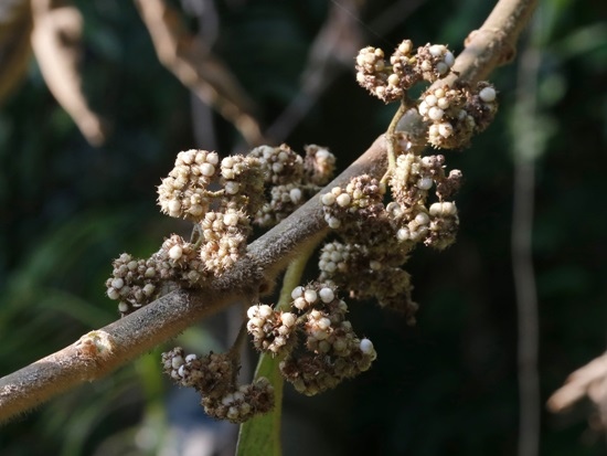 鬼紫珠 桃園 龍潭 三洽水