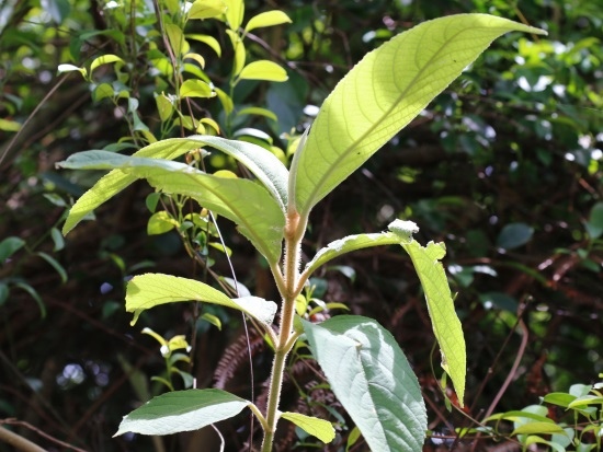 鬼紫珠 新北 新店 直潭