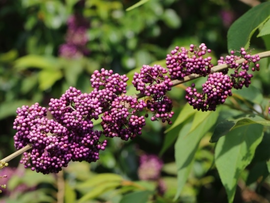 台灣紫珠 新北 新店 直潭