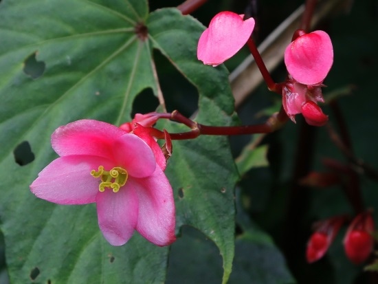 水鴨腳 基隆火山群 草山道路