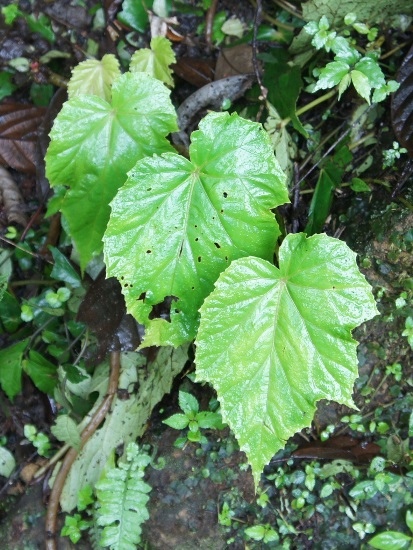水鴨腳 新北 平溪 東勢格