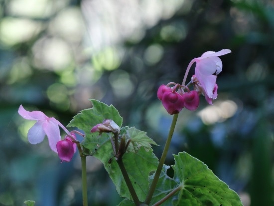 水鴨腳秋海棠 新北 烏來 福山