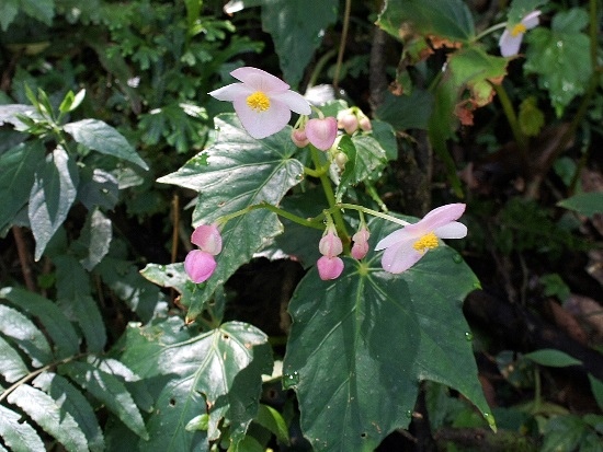 水鴨腳秋海棠 陽明山國家公園 二子坪步道