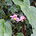 白斑水鴨腳 陽明山國家公園 二子坪步道