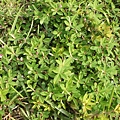 雞眼草 新竹 湖口 台一省道旁