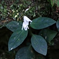 針刺草 新竹 尖石 馬胎古道