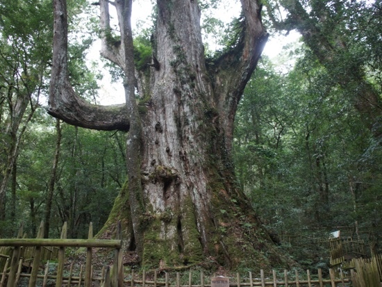 司馬庫斯 Ya Ya神木