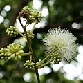 頷垂豆 台北 士林 芝山岩