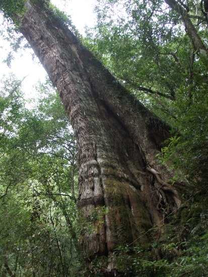 司馬庫斯 21號巨木