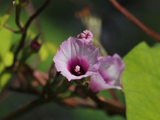 擬紅花野牽牛 台北 內湖 灣仔