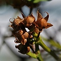 擬紅花野牽牛 台北 內湖 灣仔