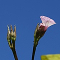 擬紅花野牽牛 台北 內湖 灣仔