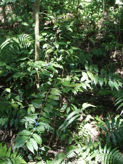 台灣雞屎樹 台北 內湖 大崙尾山 台灣雞屎樹 台北 內湖 大崙尾山