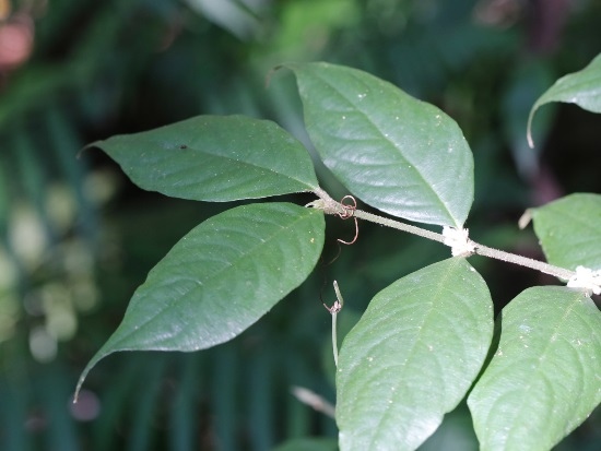 台灣雞屎樹 台北 內湖 大崙尾山 台灣雞屎樹 台北 內湖 大崙尾山