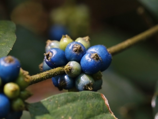 台灣雞屎樹 台北 內湖 大崙尾山 台灣雞屎樹 台北 內湖 大崙尾山