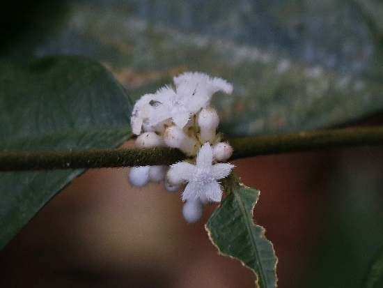 台灣雞屎樹 台北 士林 內雙溪 台灣雞屎樹 台北 士林 內雙溪