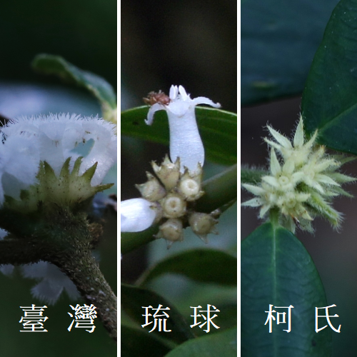 三種雞屎樹花萼比較 三種雞屎樹花萼比較