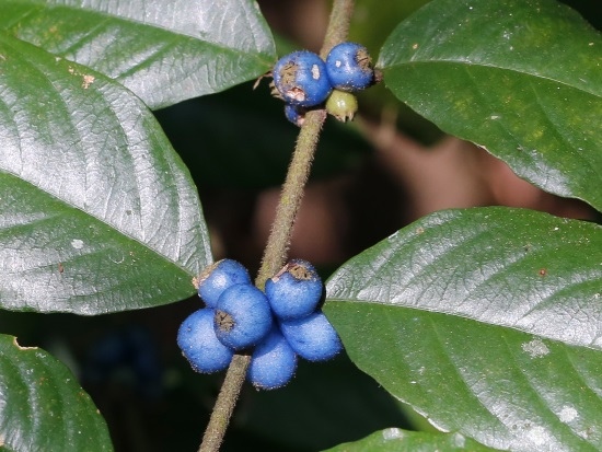 台灣雞屎樹 台北 內湖 大崙尾山 台灣雞屎樹 台北 內湖 大崙尾山