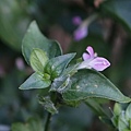 華九頭獅子草 新竹 寶山水庫