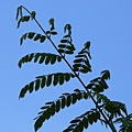 蓮實藤 南投 草屯 雙冬