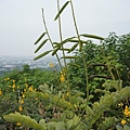 翼柄決明 高雄 阿蓮 大崗山