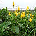 翅果鐵刀木 桃園 大溪 月眉