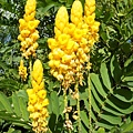 翅果鐵刀木 新北 新莊 塭仔