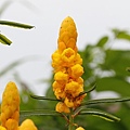翅果鐵刀木 桃園 大溪 月眉
