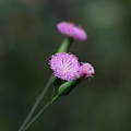 擴花紫背草 台北市區