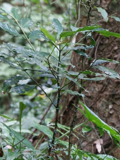 雞屎樹 新北 石碇 筆架山尾稜