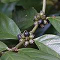 雞屎樹 台北 士林 芝山岩