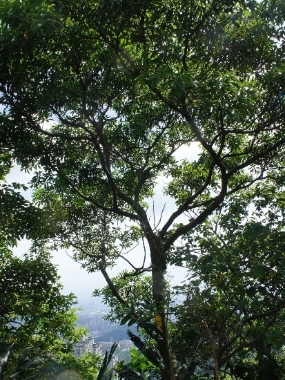 刺杜密 新北 新店 安坑 刺杜密 新北 新店 安坑